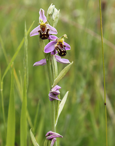 Attignéville Ophrys abeille ©Joelle OSZCZAK