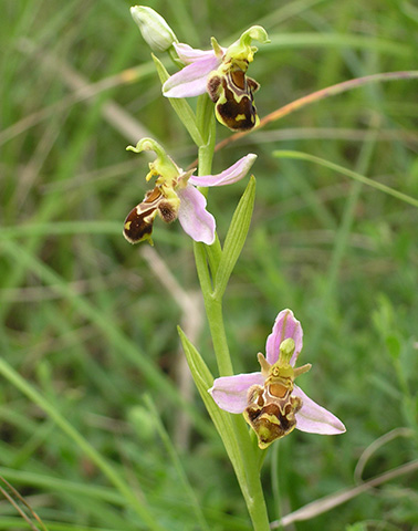 Attignéville Ophrys apifera ©JC Ragué