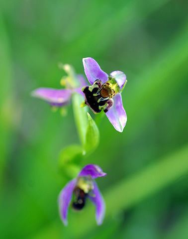 Attegnéville Ophrys_apifera ©Thibault Hingray