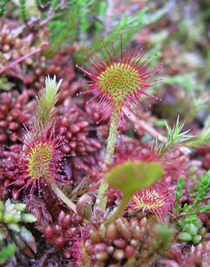 Drosera Feuilles rondes ©Cathy Gruber