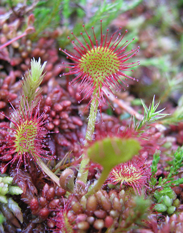 Drosera feuilles rondes ©Cathy Gruber