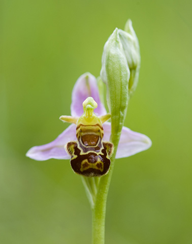 Ophrys Apifera ©Guillaume Gama